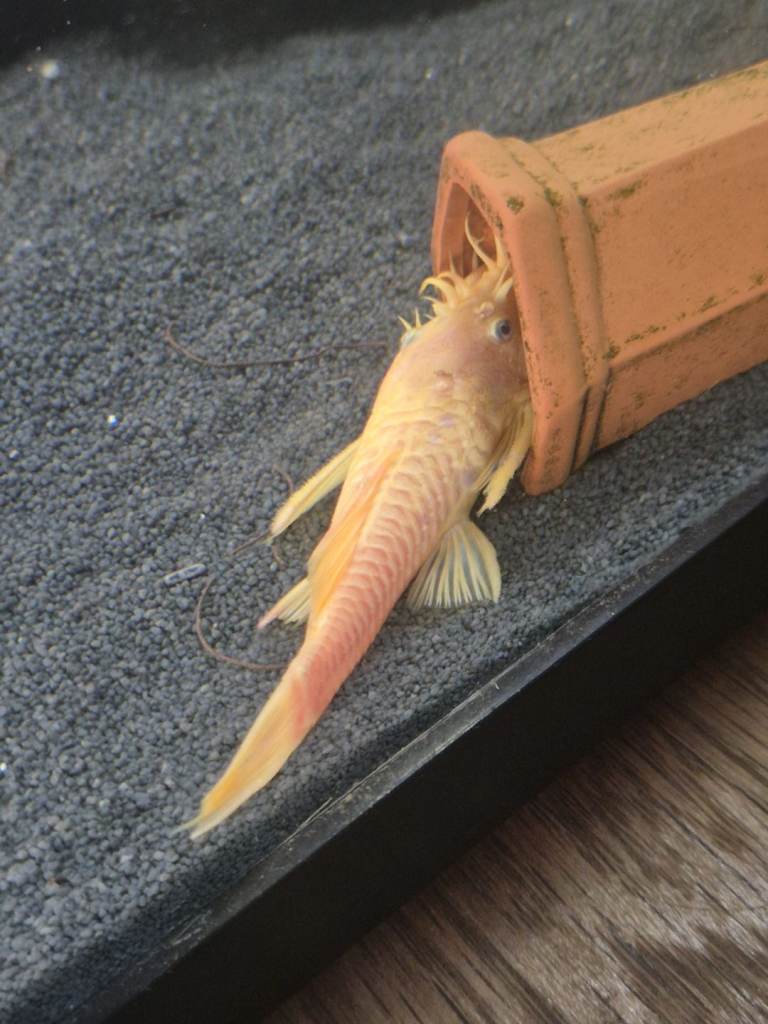 Plecos and guppies for sale