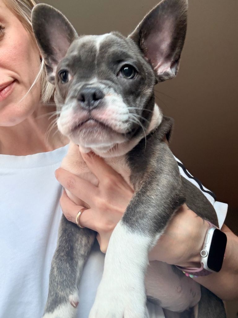 ALL READY TO GO NOW! Stunning French Bulldog × English Bulldog Puppies – Ready Now 🐾