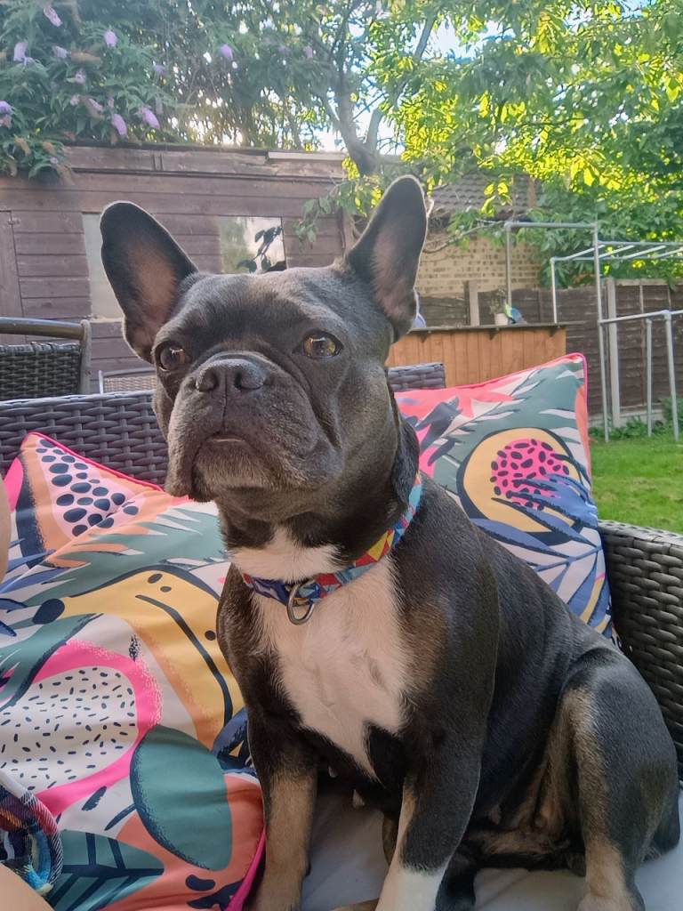 French bulldog 6yrs old
