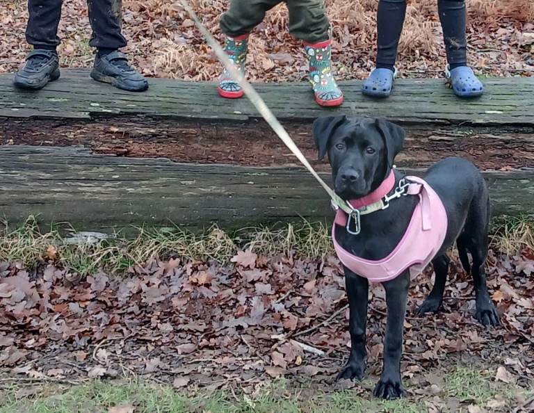 21 week old lab cross cane corso