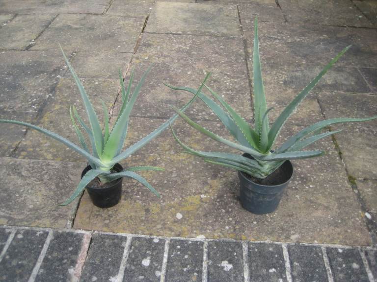 2 Large Aloe Vera House Plants for £6.00 Each