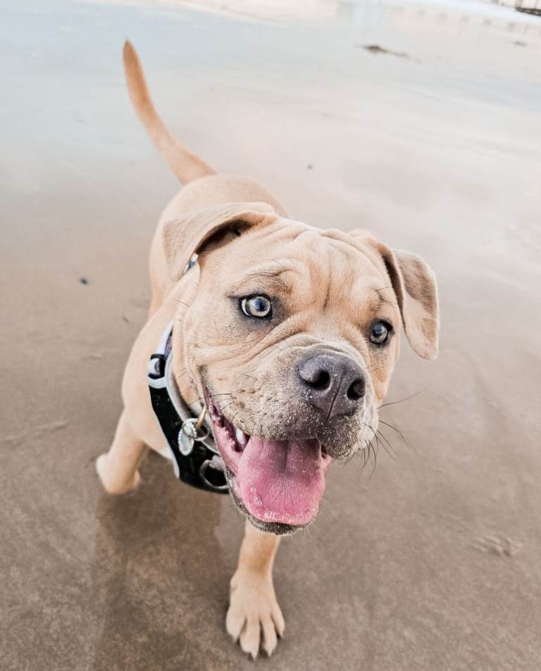 Olde english bulldog for sale