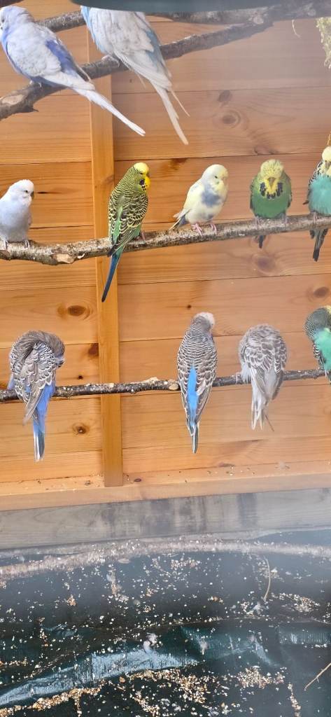 Various Budgies for sale