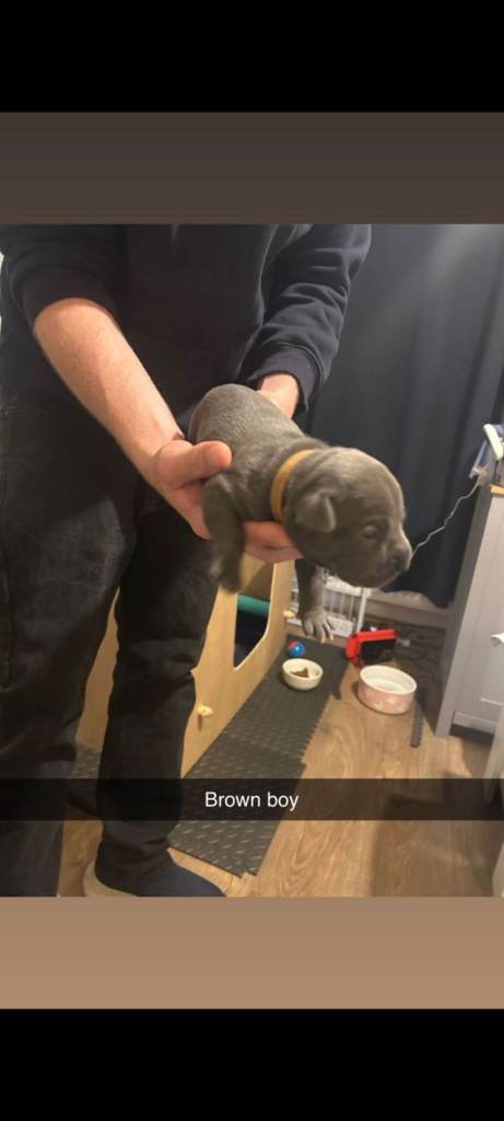 Adorable french bulldog/staffie  puppies looking for a Loving Home