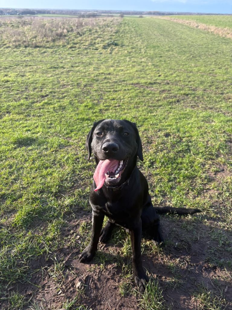 ❤️ KC Registered Black Labrador Male – Enzo – Loving Forever Home Needed