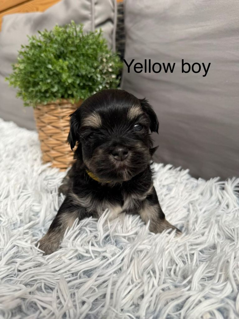 Malshi/lhasa apso puppies