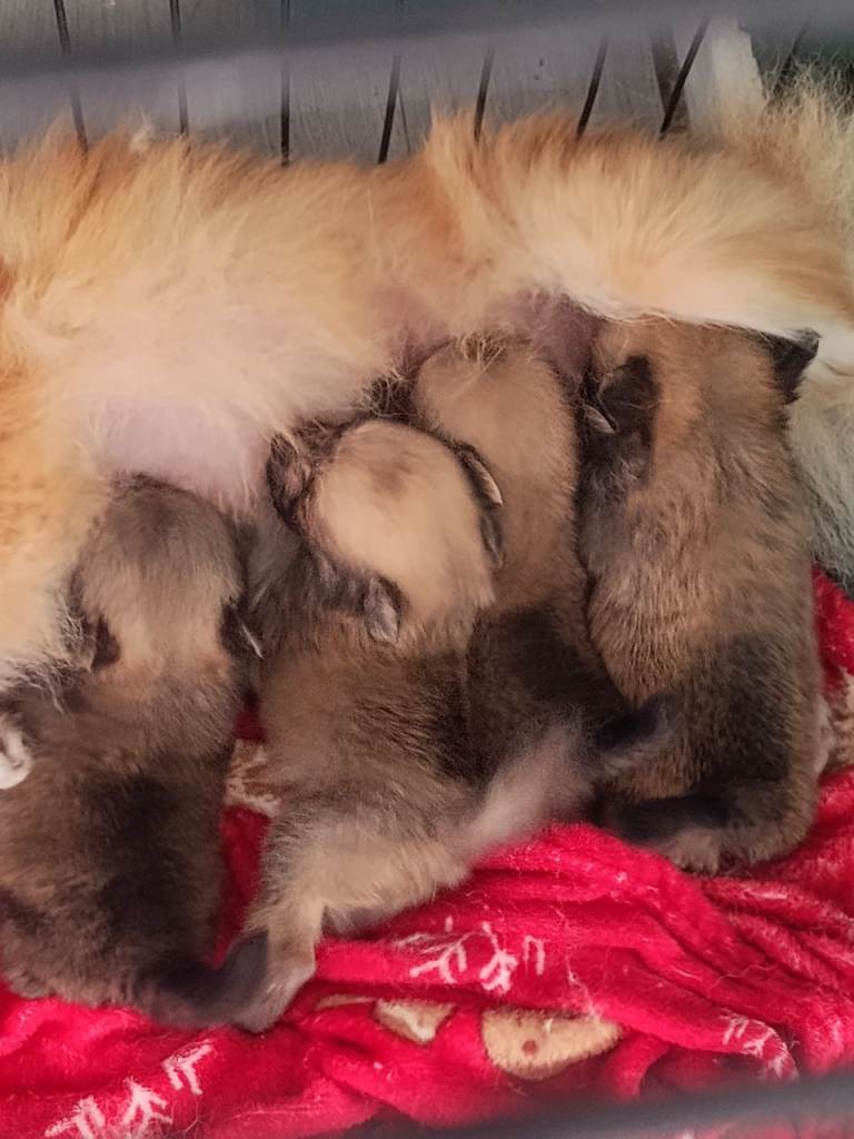 Pomeranian puppies