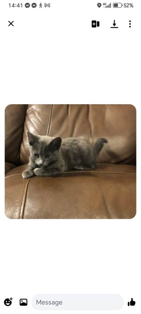 Kittens 4 months 