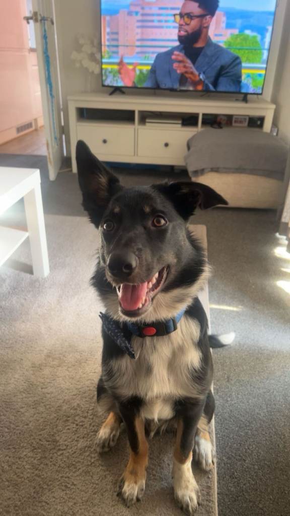Lovely Border Collie for Rehoming