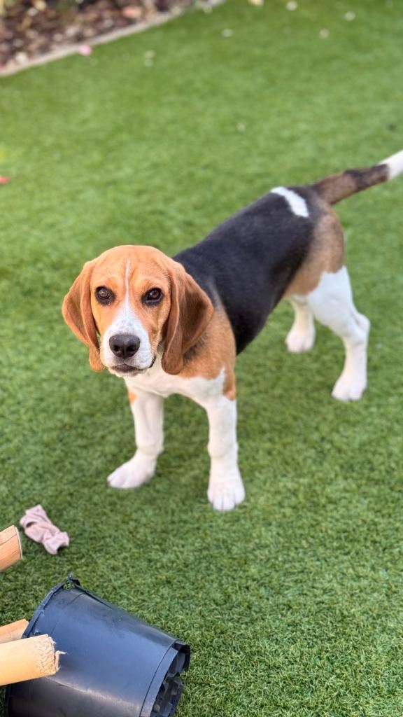 Beagle Archie