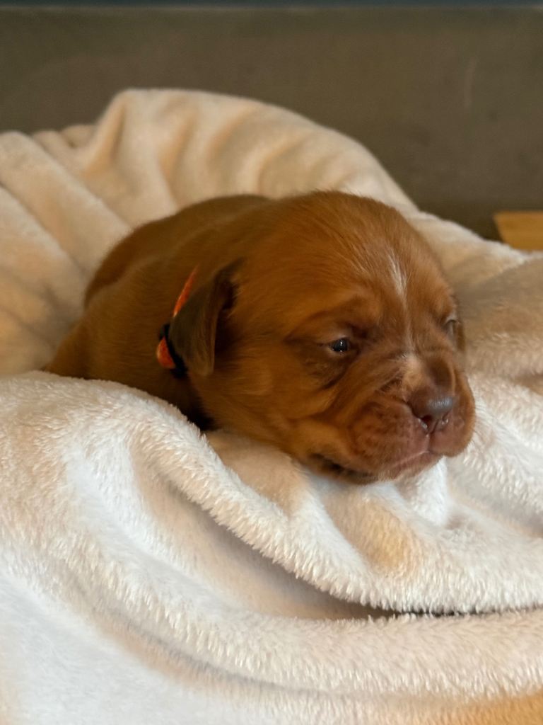 Dogue de Bordeaux puppies (French mastiff’s)