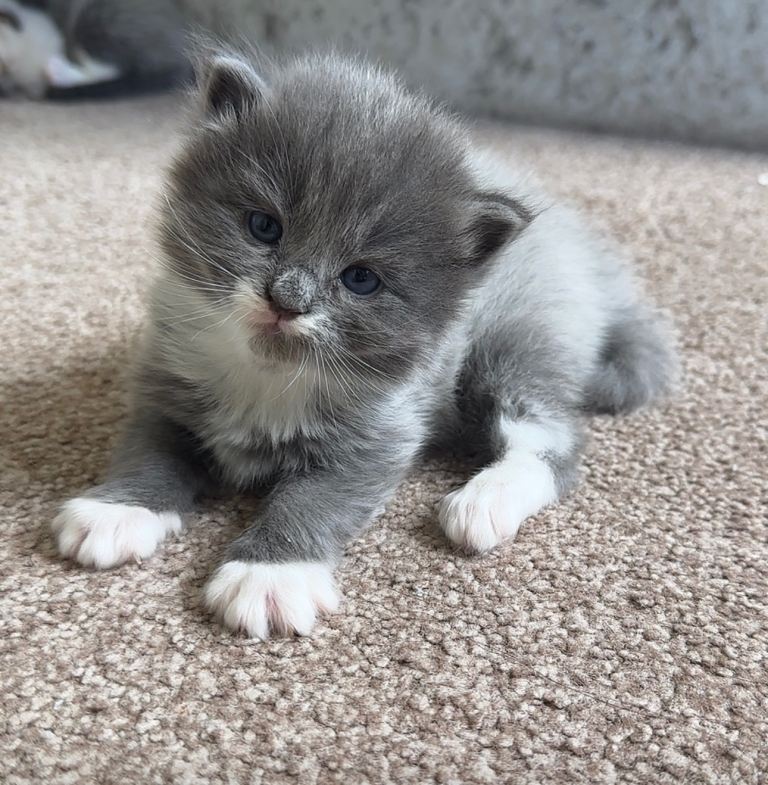 Ragdoll x Mainecoon kittens
