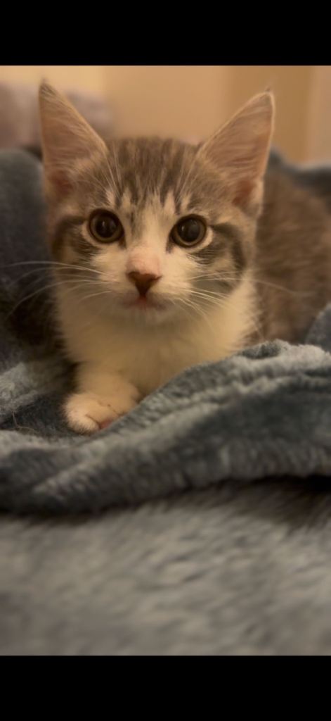 Gorgeous mixed breed kittens 😻