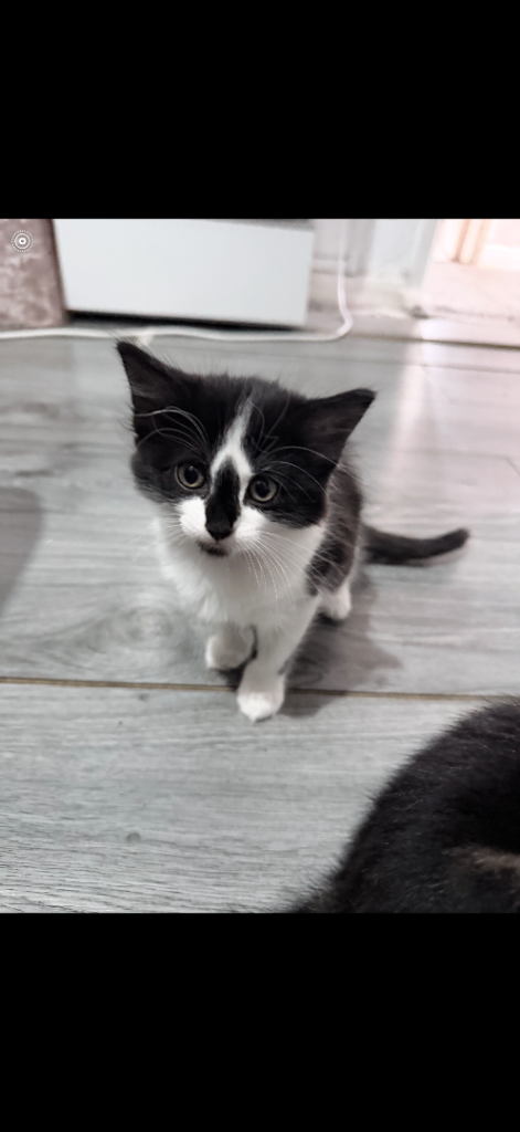 Two boy kittens 
