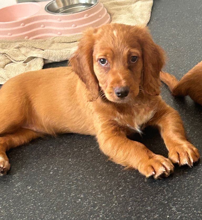 Cocker spaniel puppies
