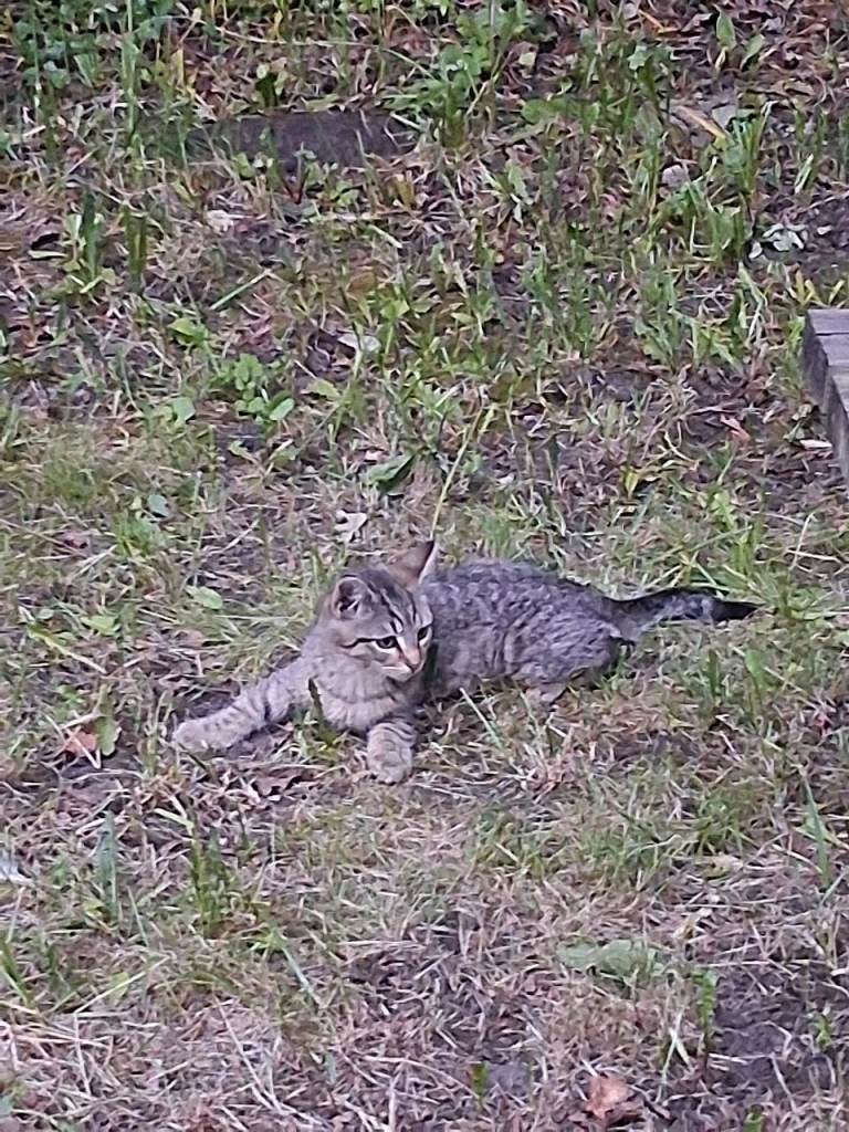 Kittens 