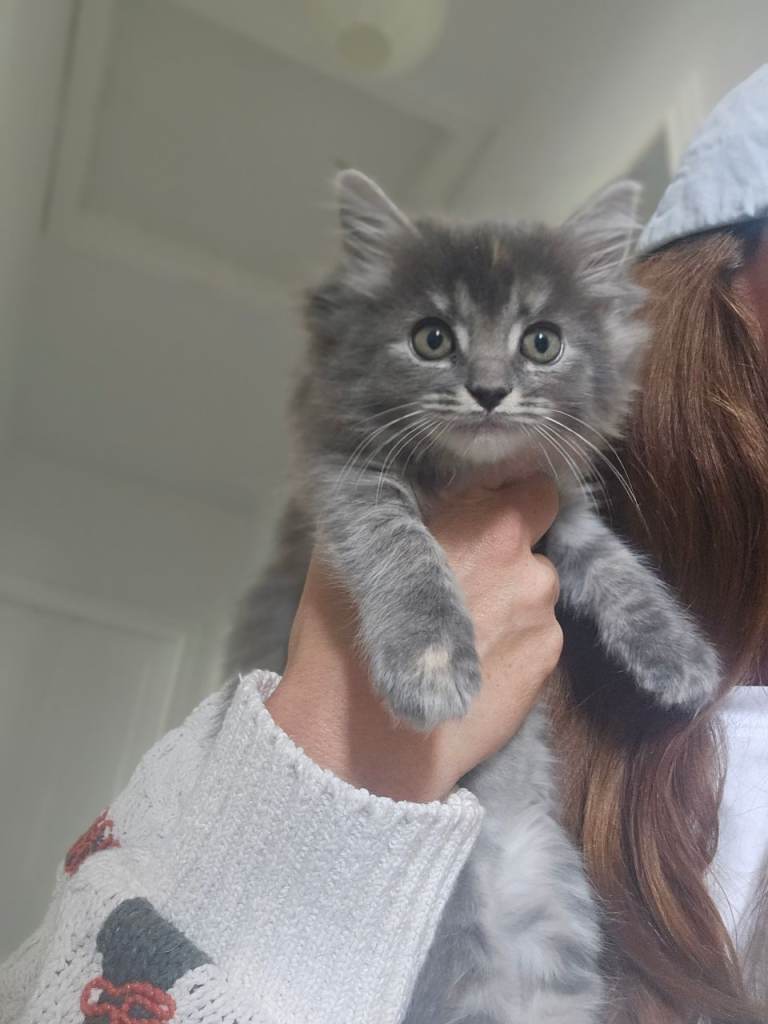 Maine coon x ragdoll kittens available 14th may 