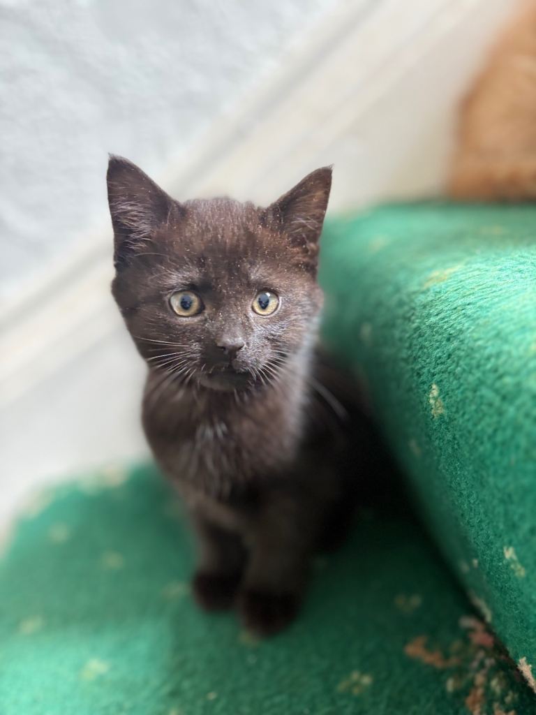 Kittens for sale
