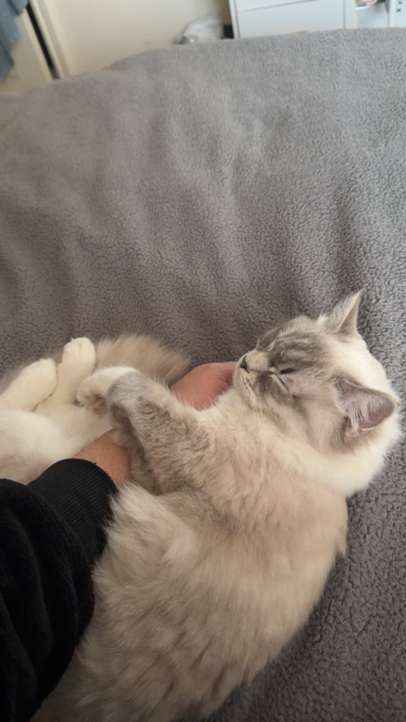 Ragdoll female cat