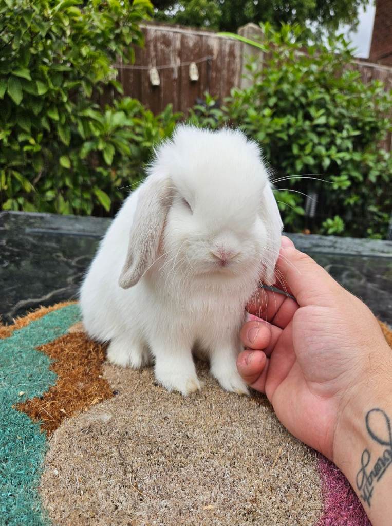Baby mini lop female available 