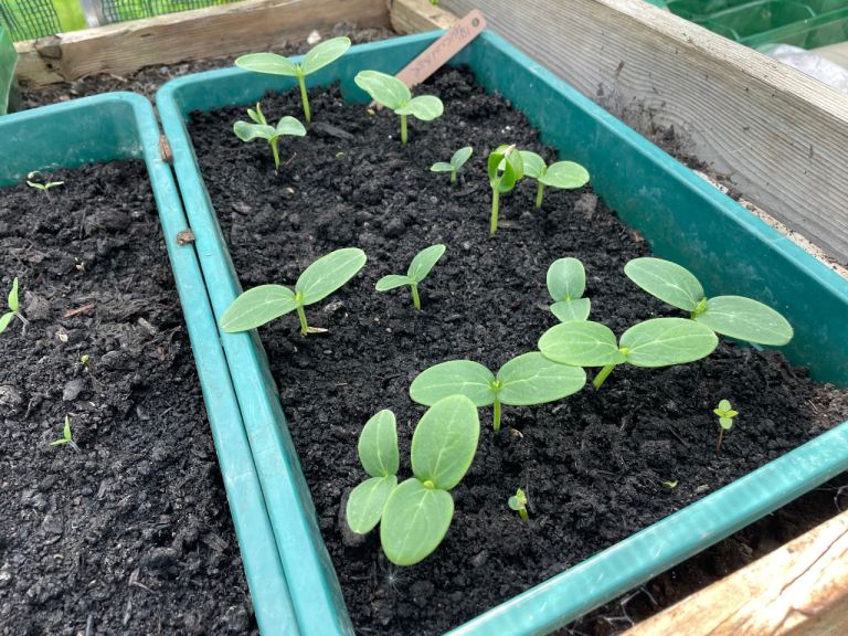 Organic courgette plans.