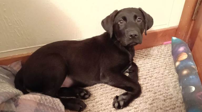 Black lab puppy £500
