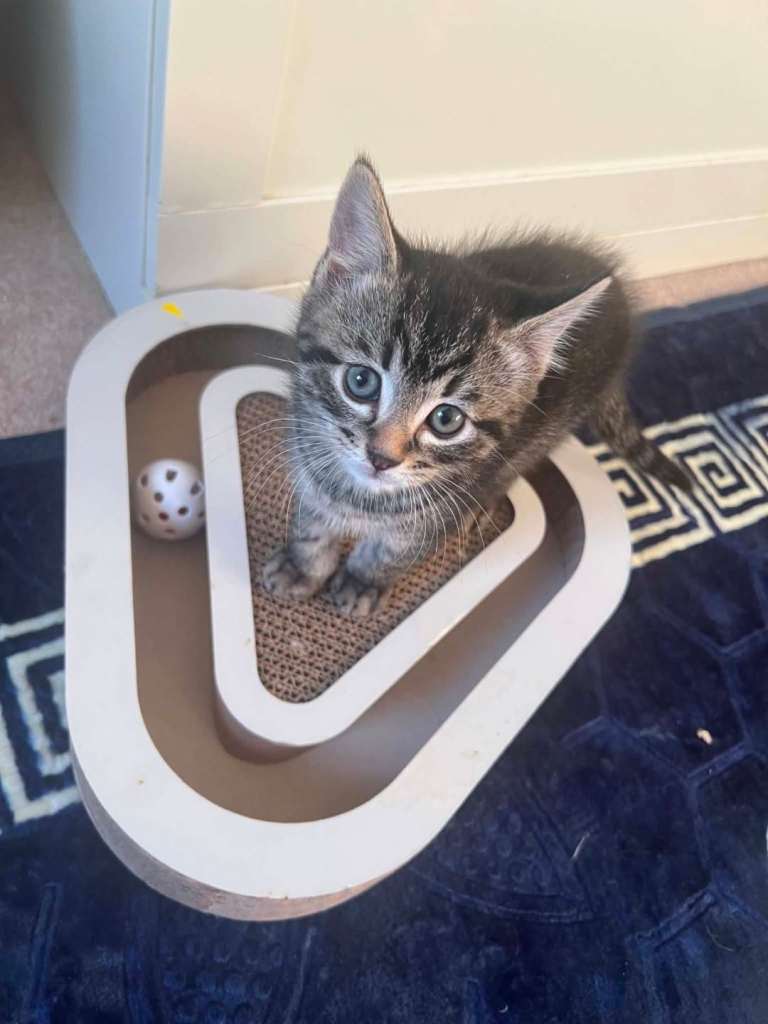 Beautiful and friendly kitten🐈 😻 ready to go!  Looking for a Forever Home👪 