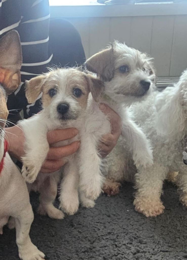 Jackie - Bichon Puppies for Sale