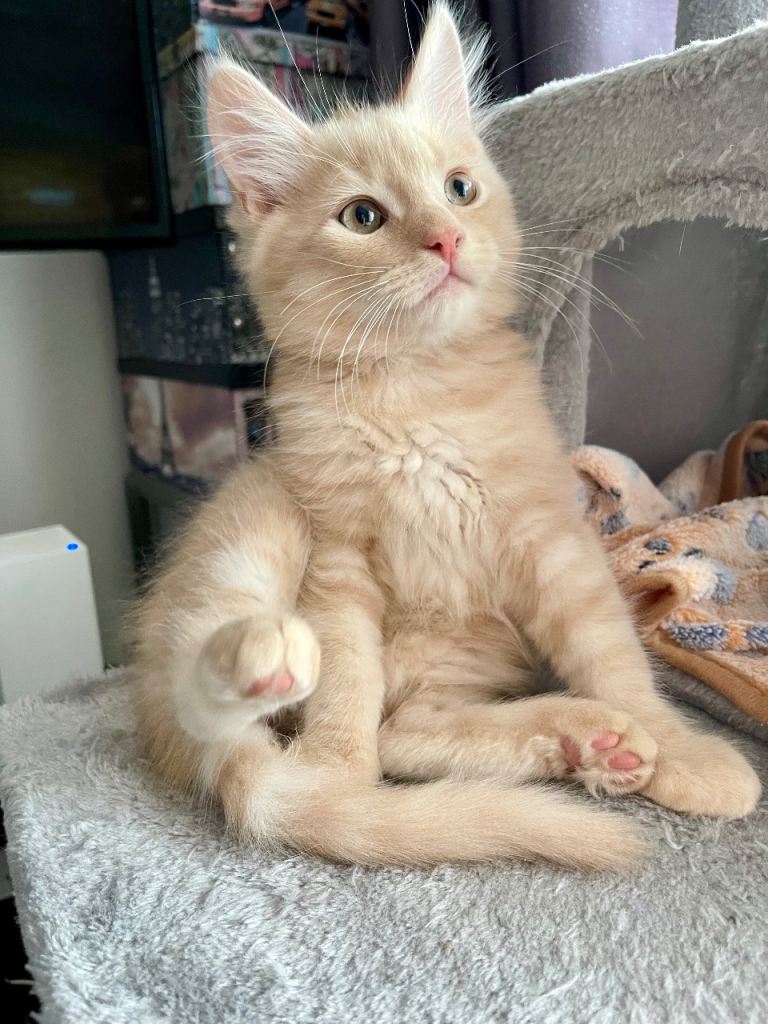 3/4 Maine Coon Kitten (kittens for sale) 