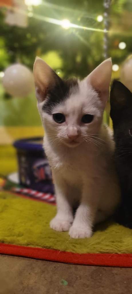 White and black kitten