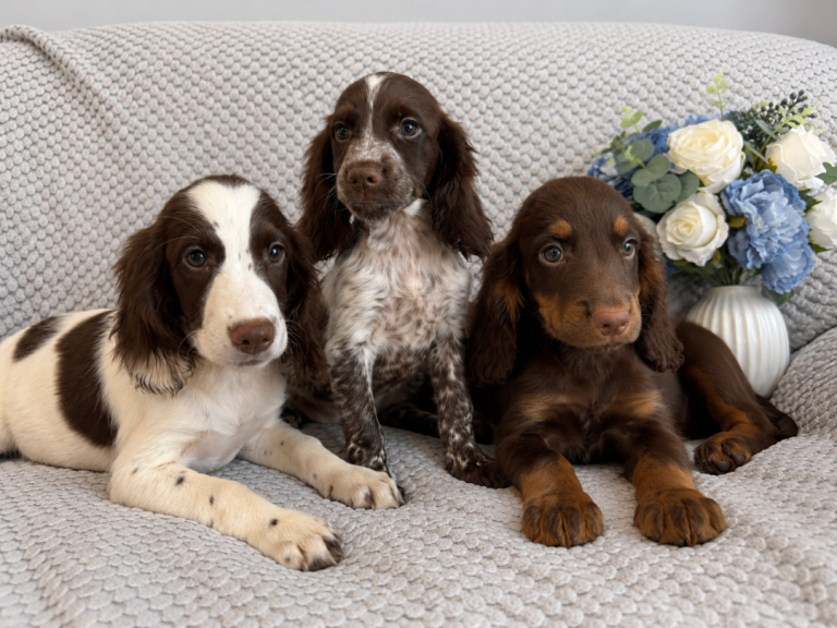 Cocker Spaniel Puppies, Fully Vaccinated, Ready Now