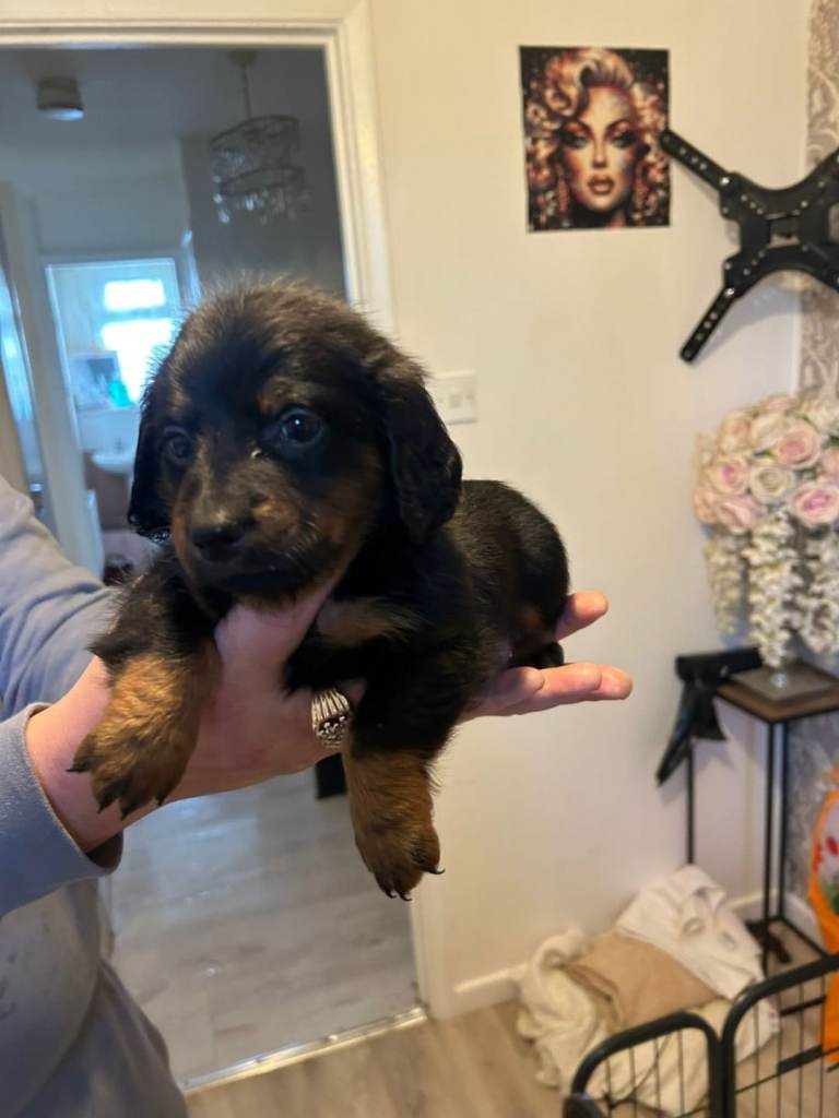 Dachshund puppies 