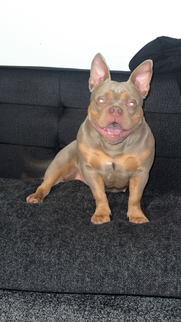 9 month old Pocket America bulldog 