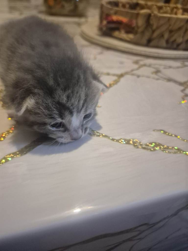 AMERICAN SHORT HAIR. PLEASE READ DESCRIPTIONS 