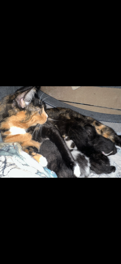 **Both girls now sold, male is pending collection**12 weeks old £20