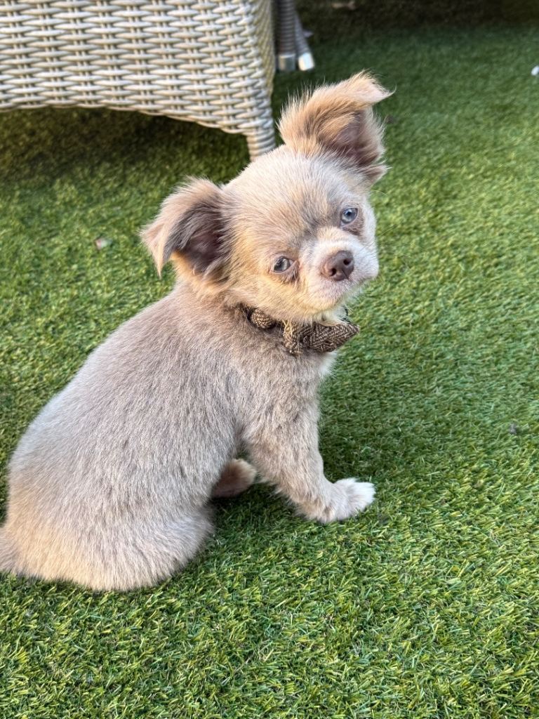 Longcoat chihuahua puppies applehead