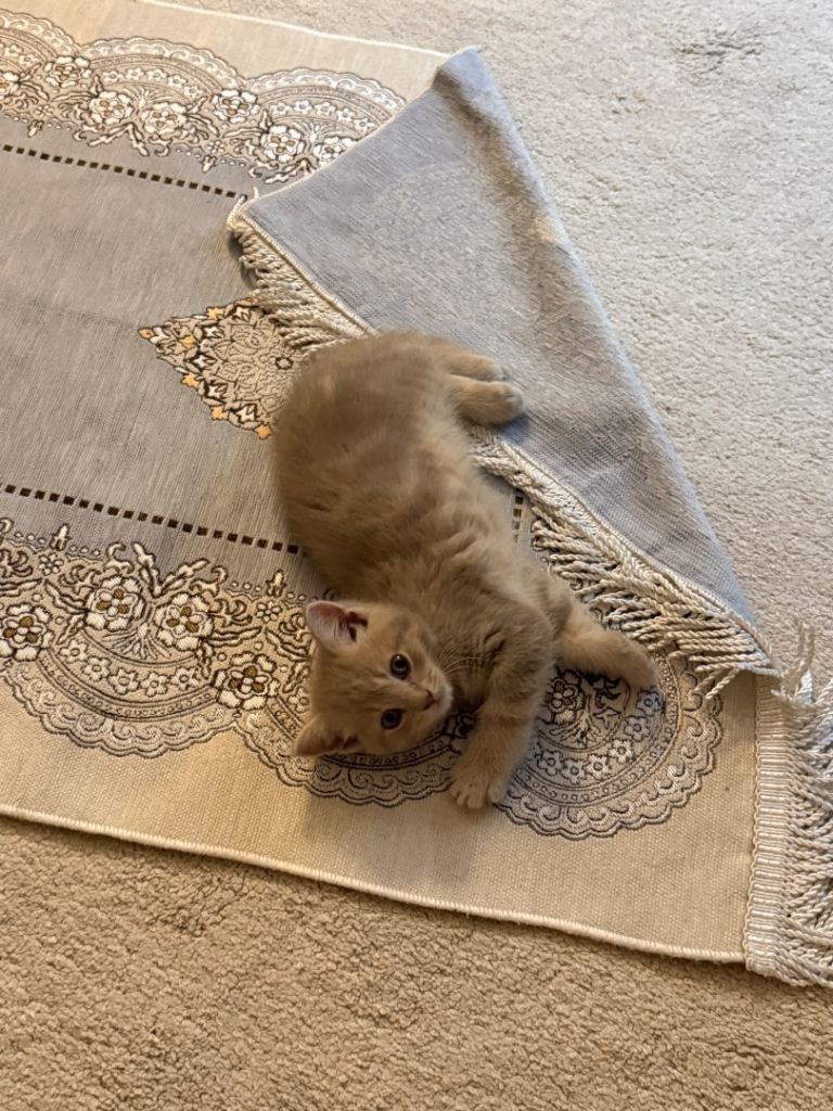 British Shorthair Male Kitten 