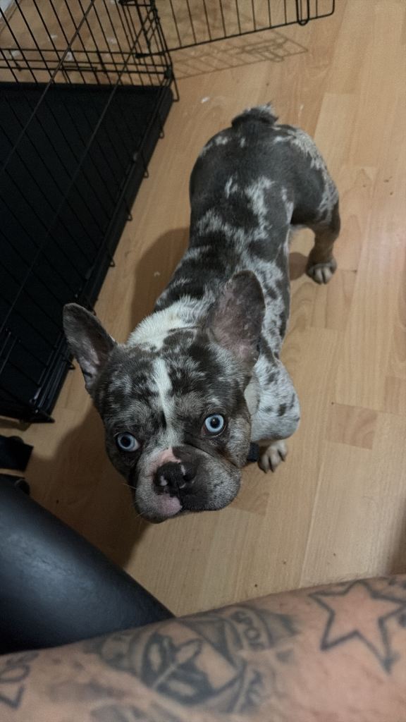 1.5 year old blue eyed Frenchie 