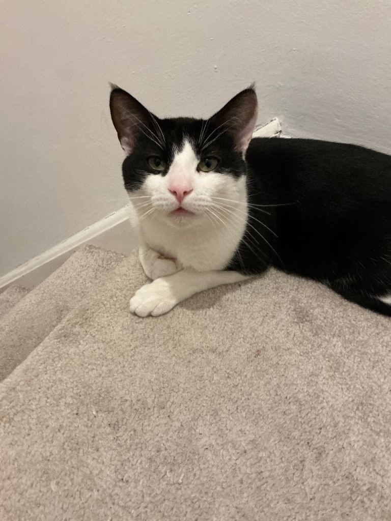 Cat 1 yr 5 month old 