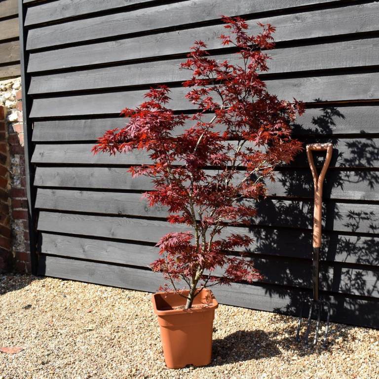 Acers Plants and Trees Variety Sizes 🍁