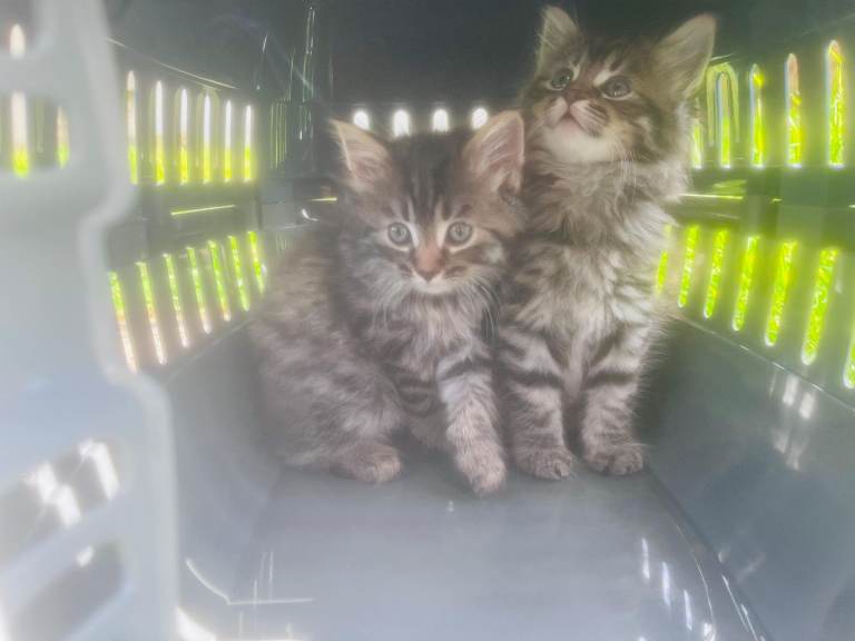 Stunning litter of Maine coon kittens ready now for loving new homes