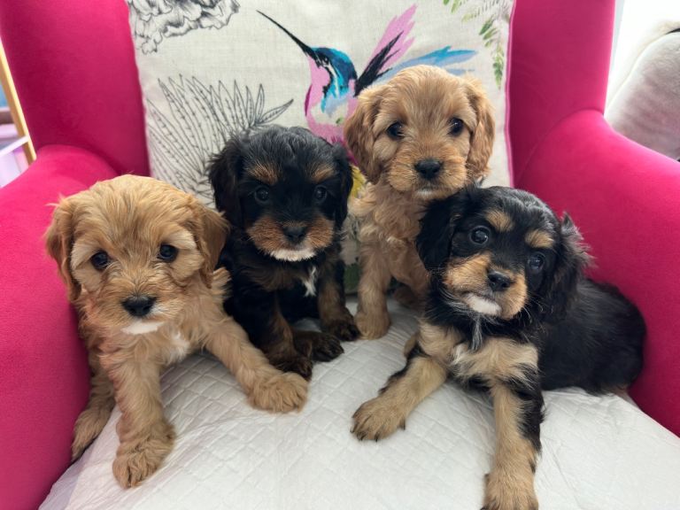 Gorgeous Cavapoo puppies
