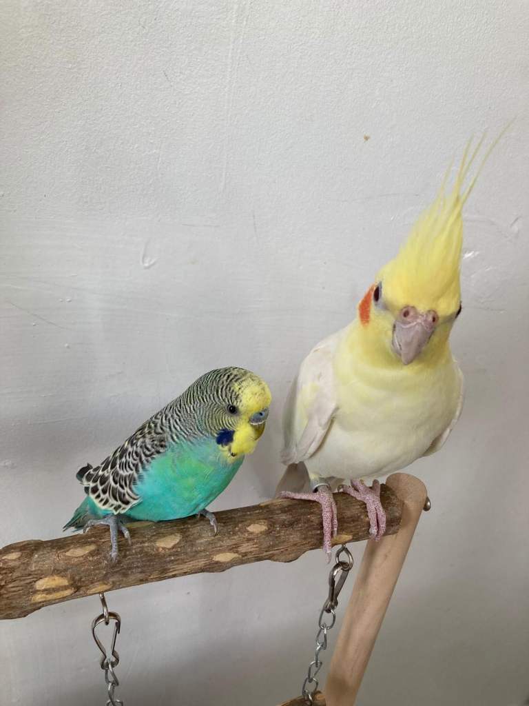 Budgie and cockatiel semi tame