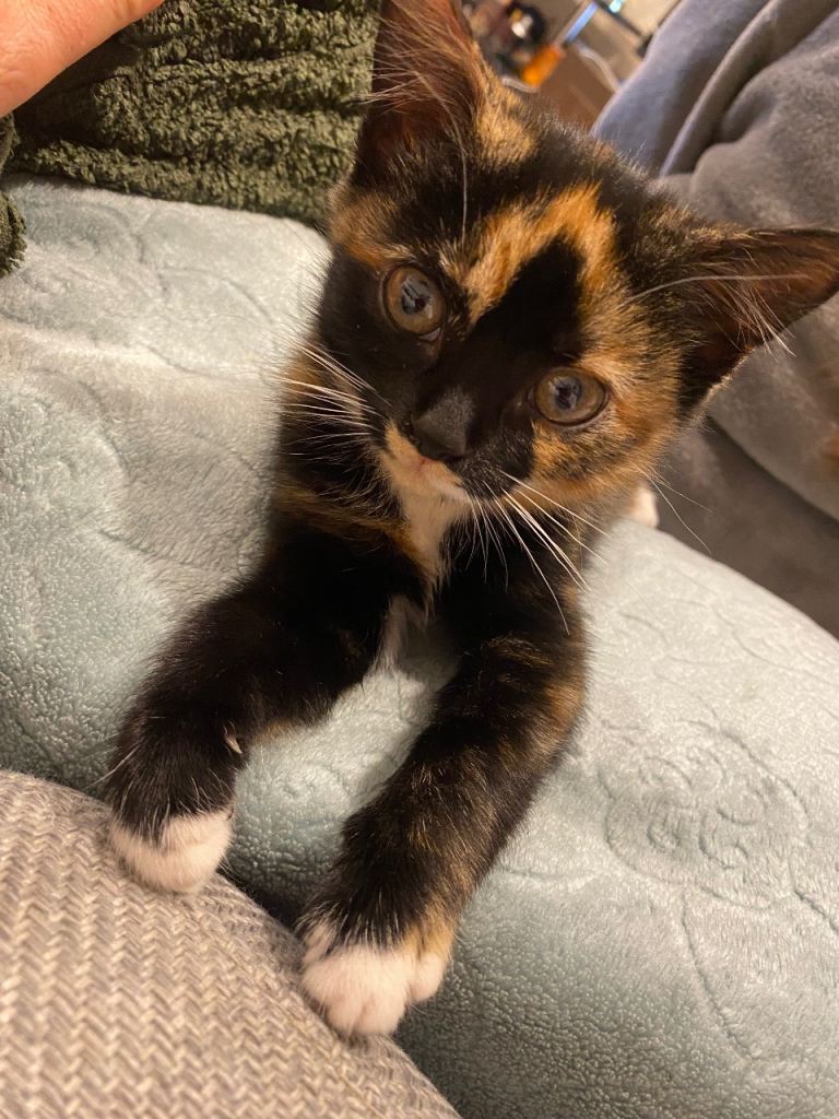 Beautiful kittens ❤️