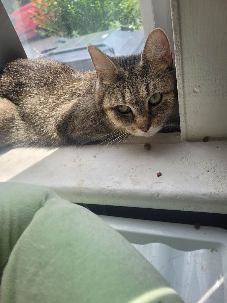 7 month old female kittens