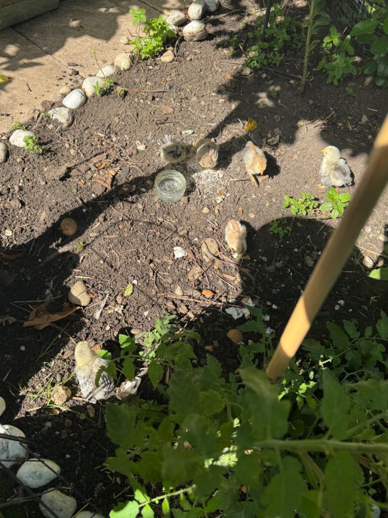 Chicks 