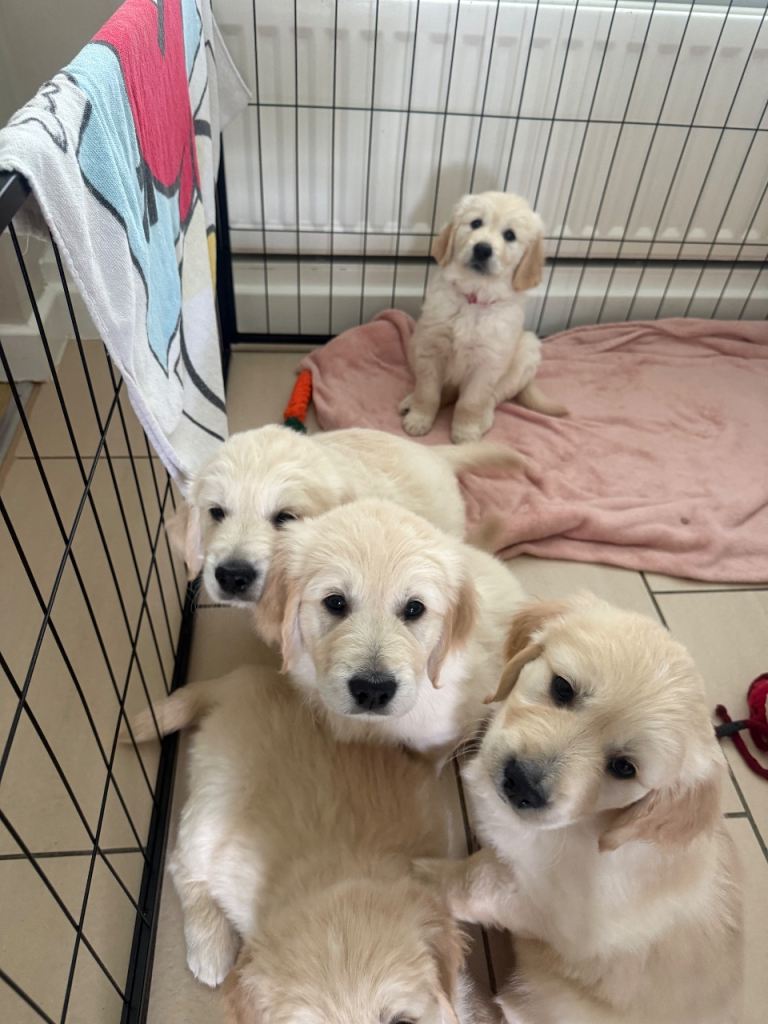 Golden retriever puppies