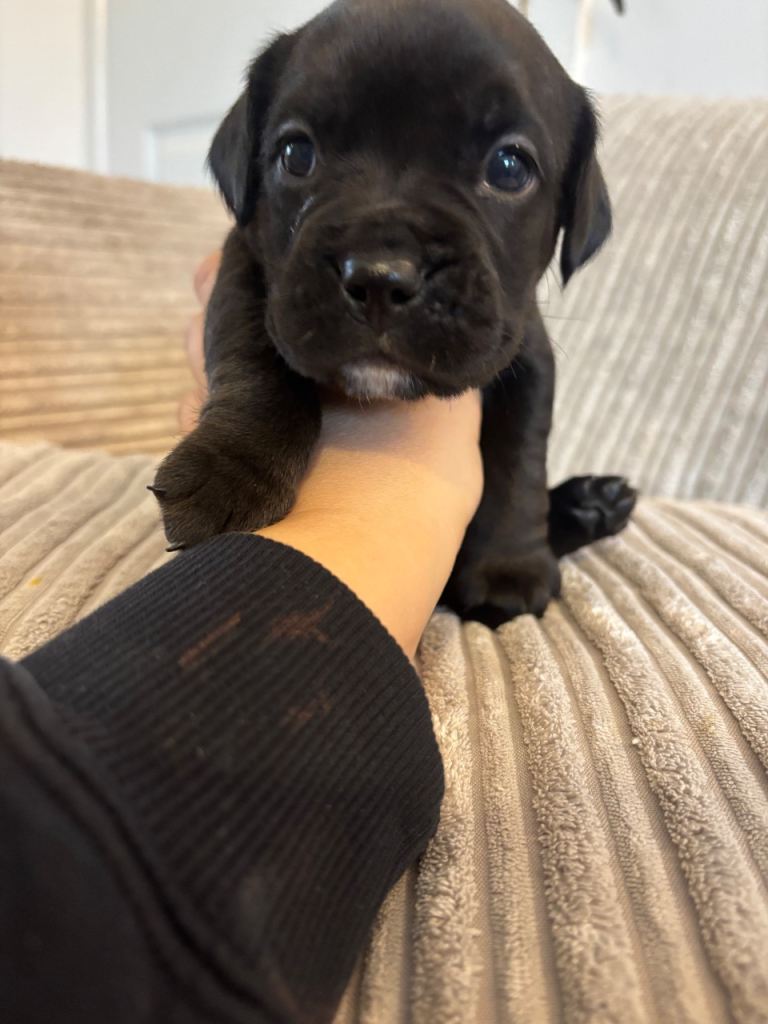 Cockerbull puppies ready to leave 11th May 