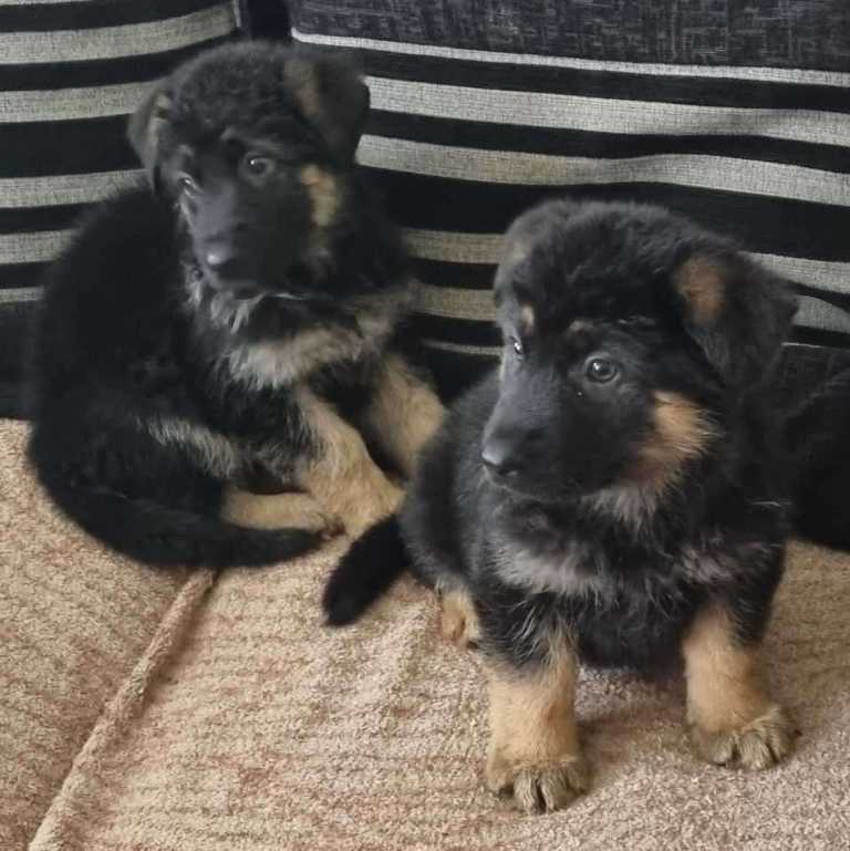 German Shepherd pups