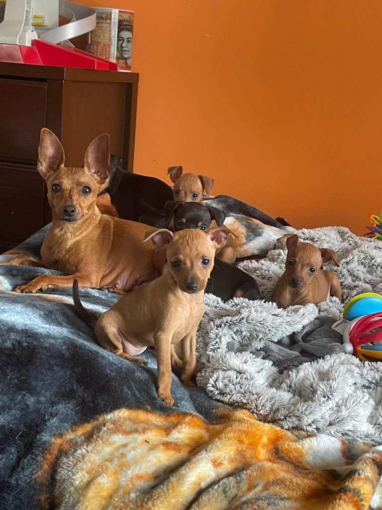 🐾 Adorable Miniature Pinscher Puppies